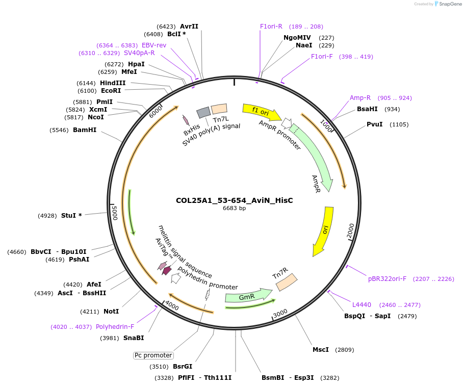 195880-plasmid-map-sequence-id-387264