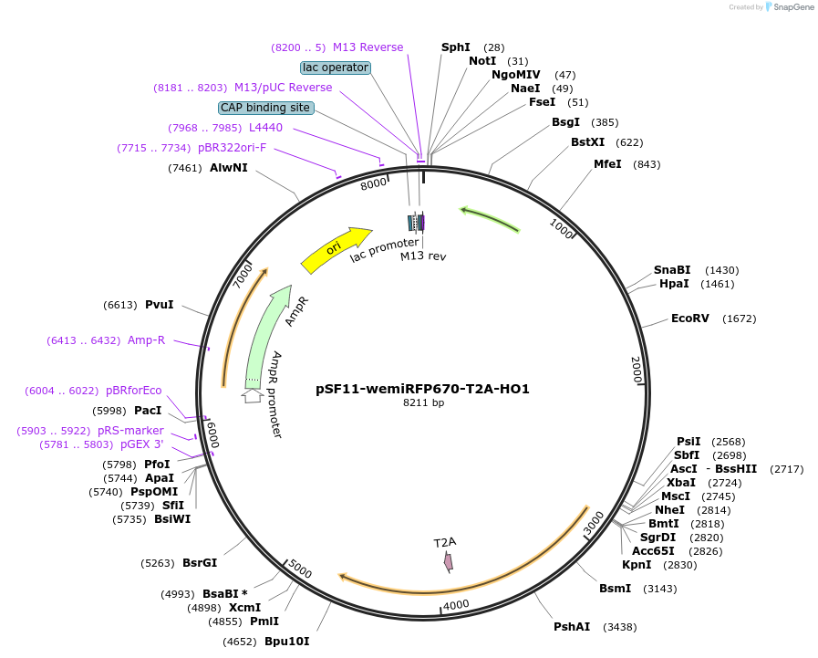 197243-plasmid-map-sequence-id-387270