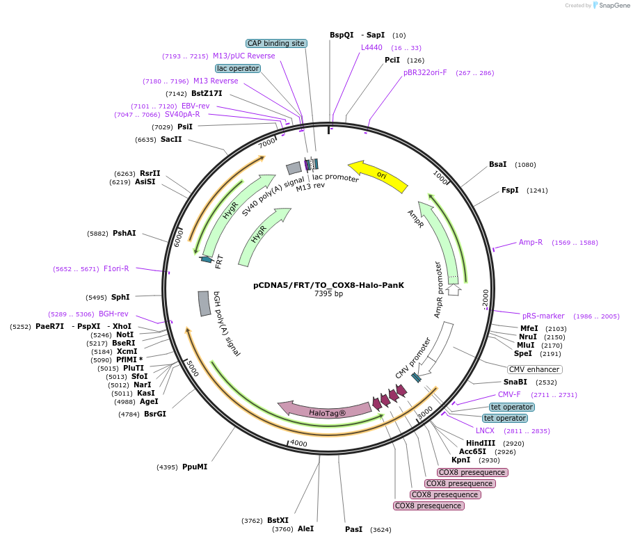 197949-plasmid-map-sequence-id-387294