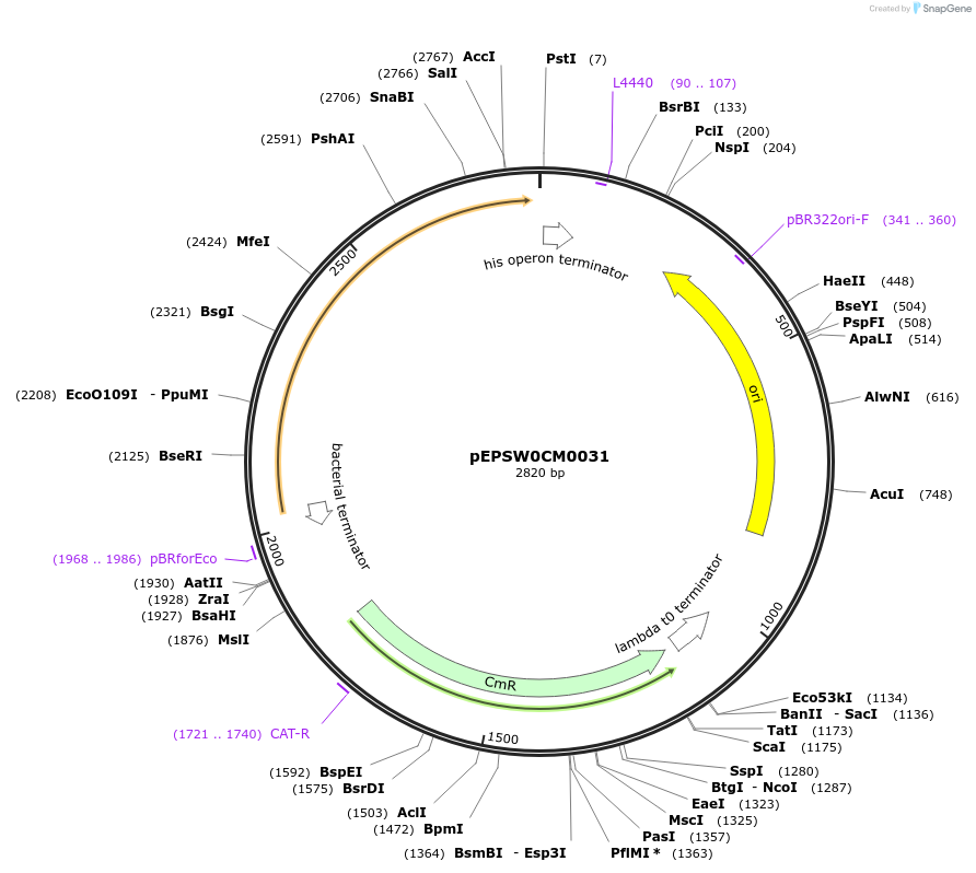 197523-plasmid-map-sequence-id-387295