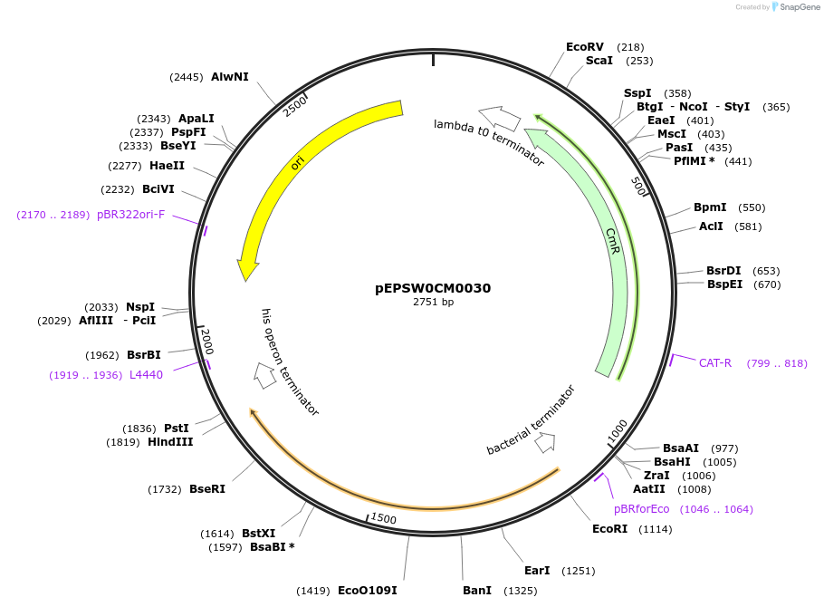 197522-plasmid-map-sequence-id-387296