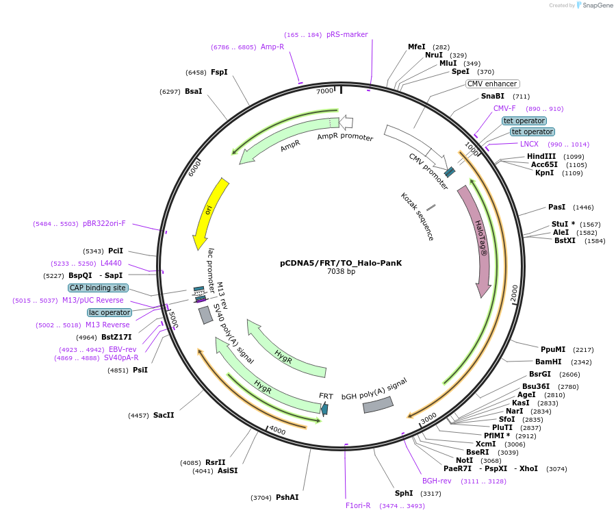 197948-plasmid-map-sequence-id-387297