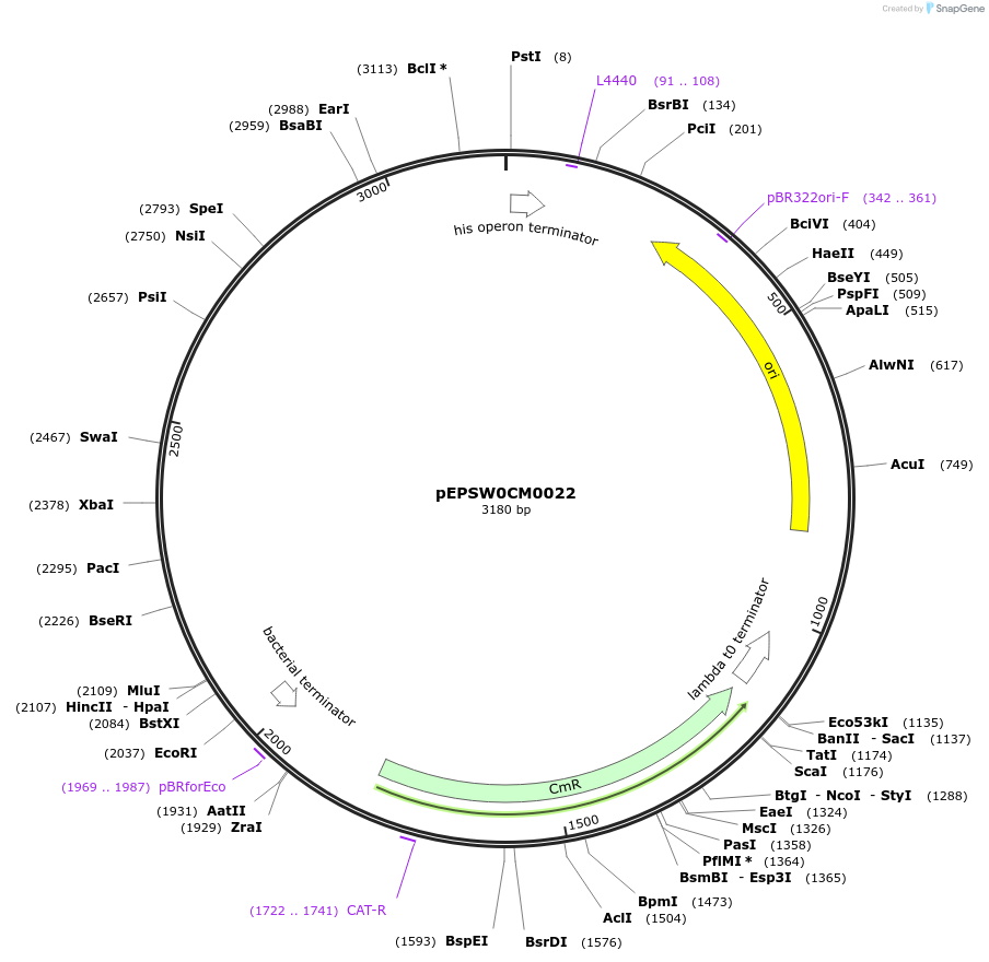197517-plasmid-map-sequence-id-387302