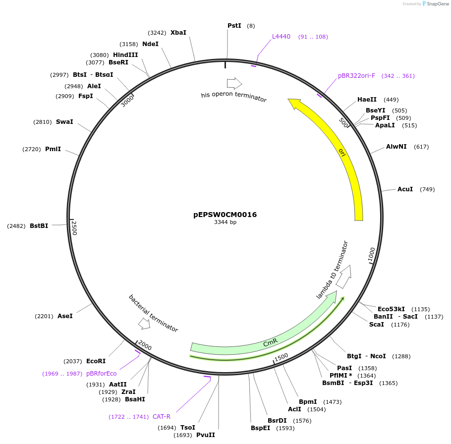 197516-plasmid-map-sequence-id-387303