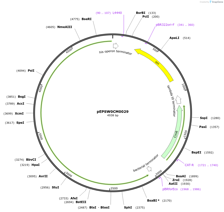 197521-plasmid-map-sequence-id-387304