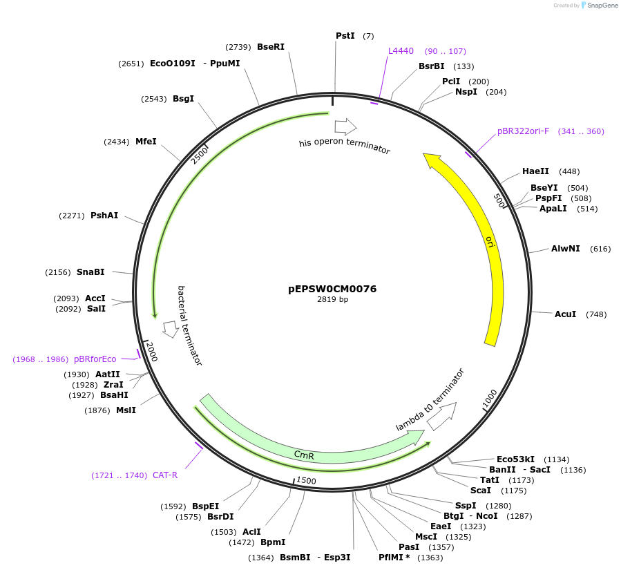 197531-plasmid-map-sequence-id-387305