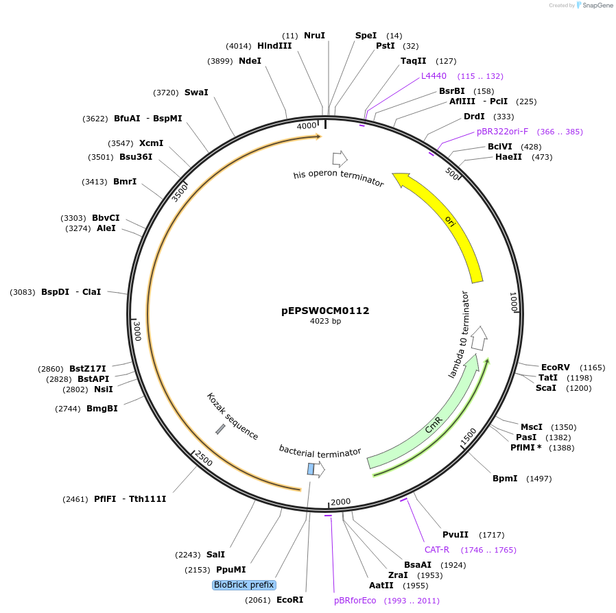 197526-plasmid-map-sequence-id-387306