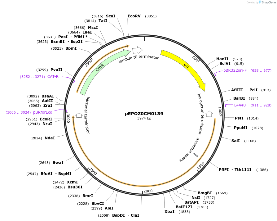 197534-plasmid-map-sequence-id-387308
