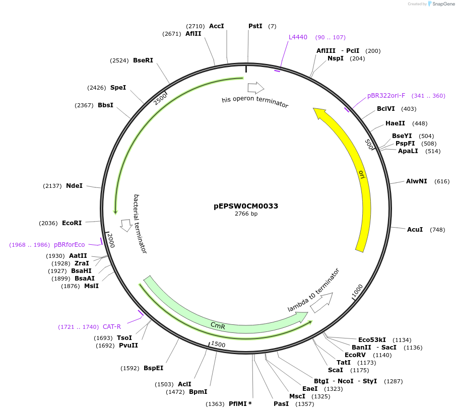 197525-plasmid-map-sequence-id-387310