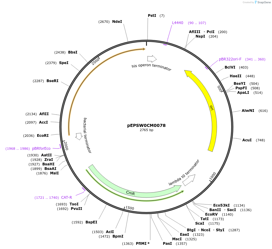 197532-plasmid-map-sequence-id-387315