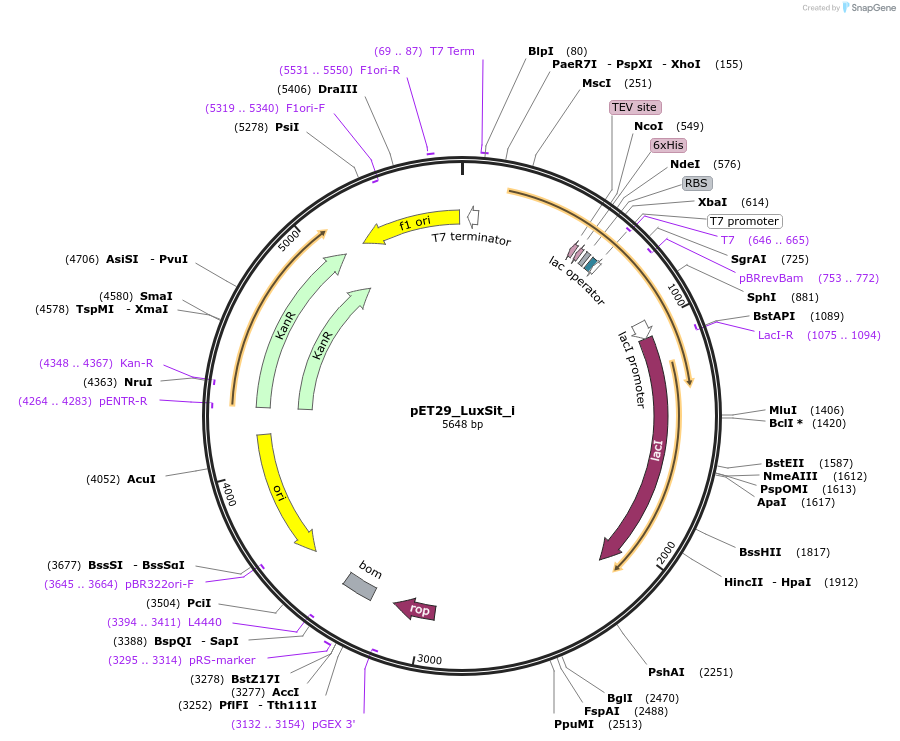 194299-plasmid-map-sequence-id-387320