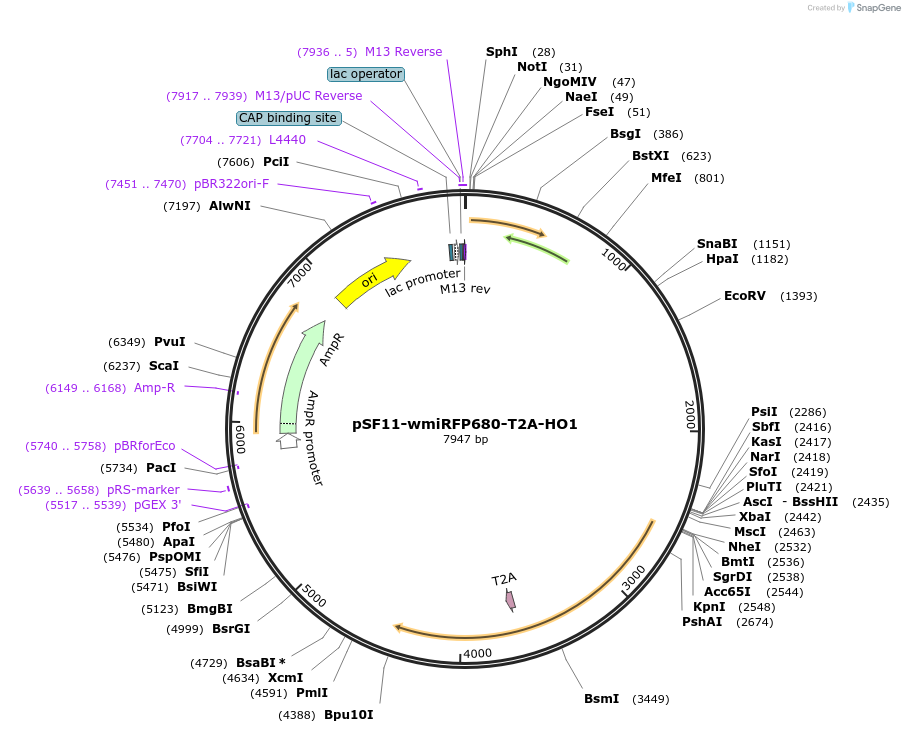 197244-plasmid-map-sequence-id-387327