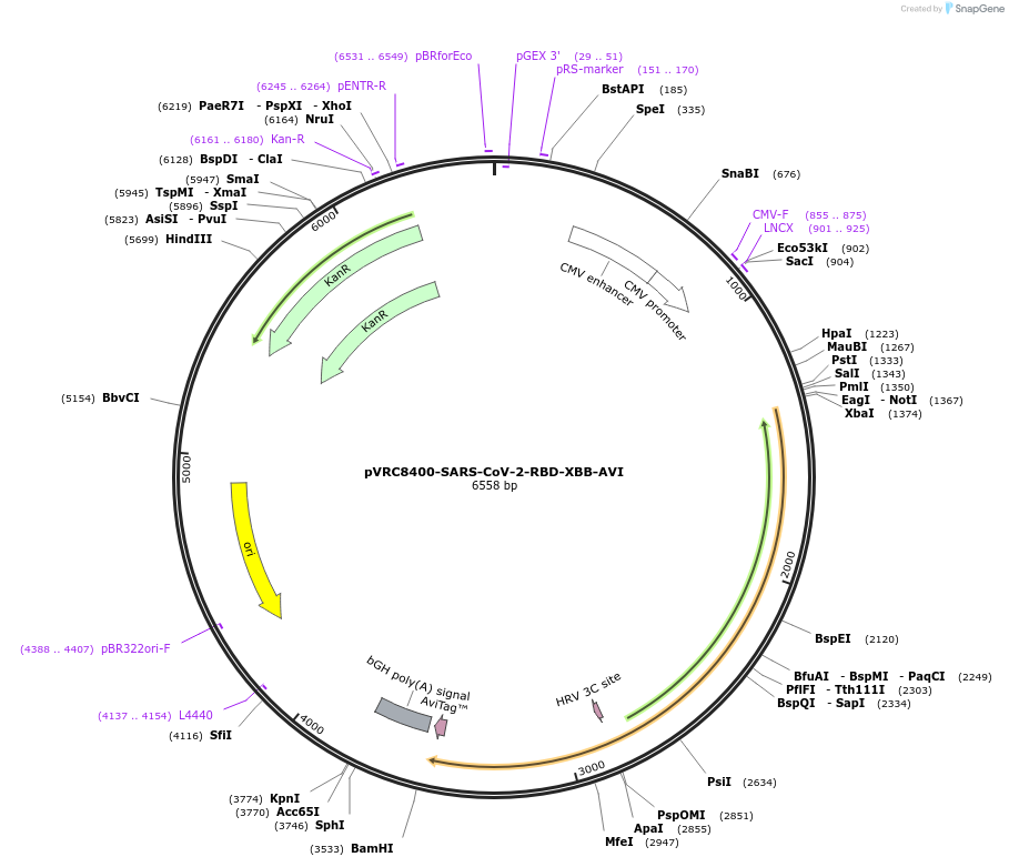 196619-plasmid-map-sequence-id-387330