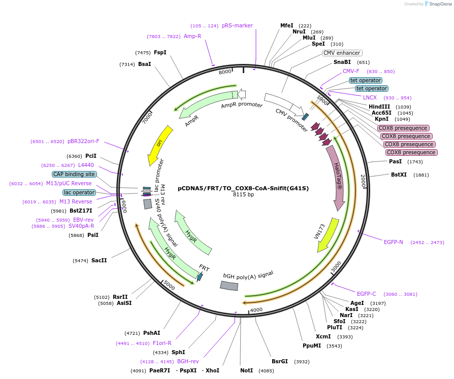 197943-plasmid-map-sequence-id-387337