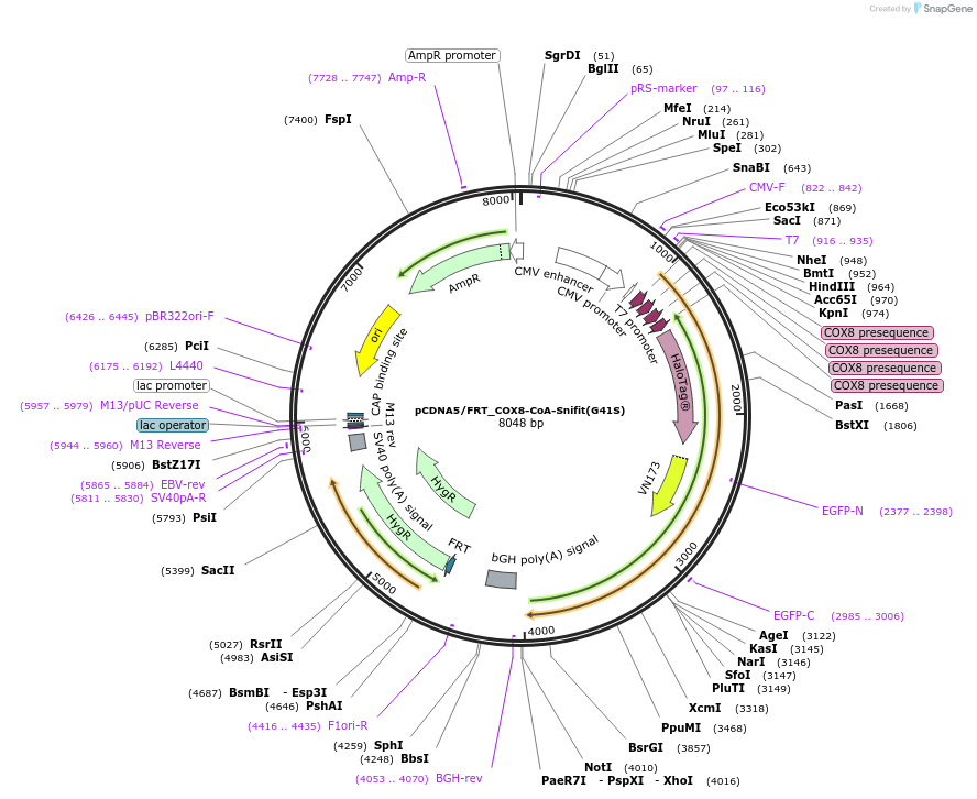 197946-plasmid-map-sequence-id-387341
