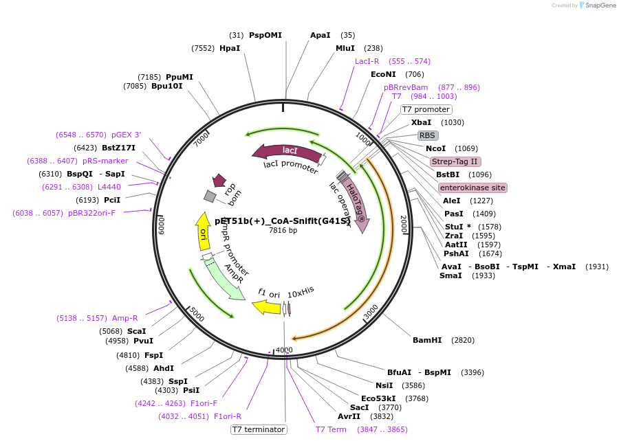 197940-plasmid-map-sequence-id-387342