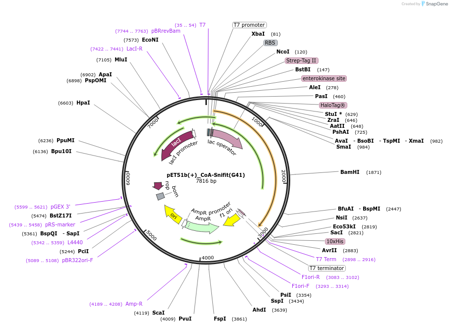 197939-plasmid-map-sequence-id-387343
