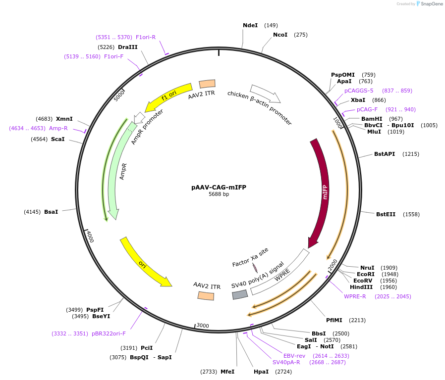 197214-plasmid-map-sequence-id-387348