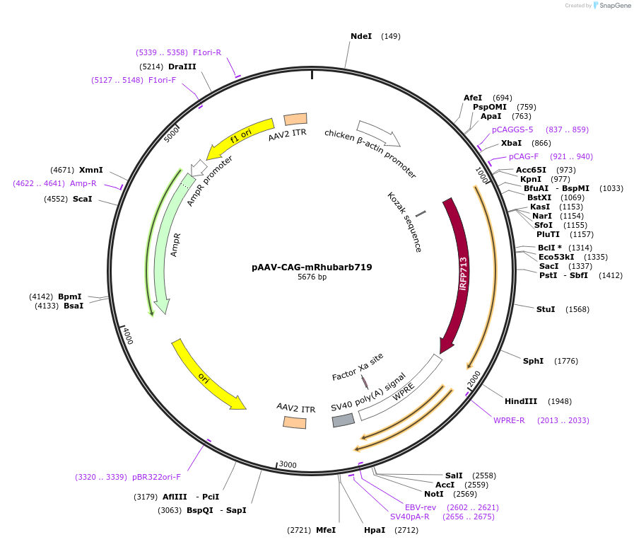 197211-plasmid-map-sequence-id-387354