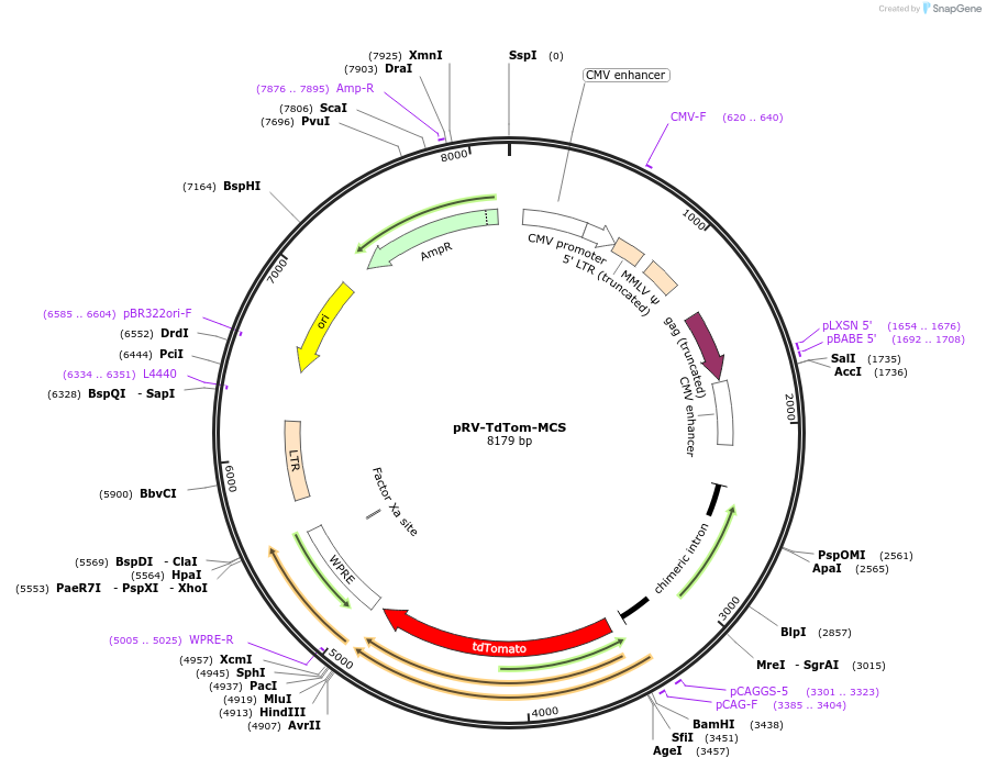 193711-plasmid-map-sequence-id-387442