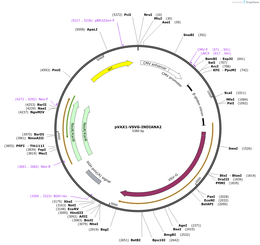 196623-plasmid-map-sequence-id-387446