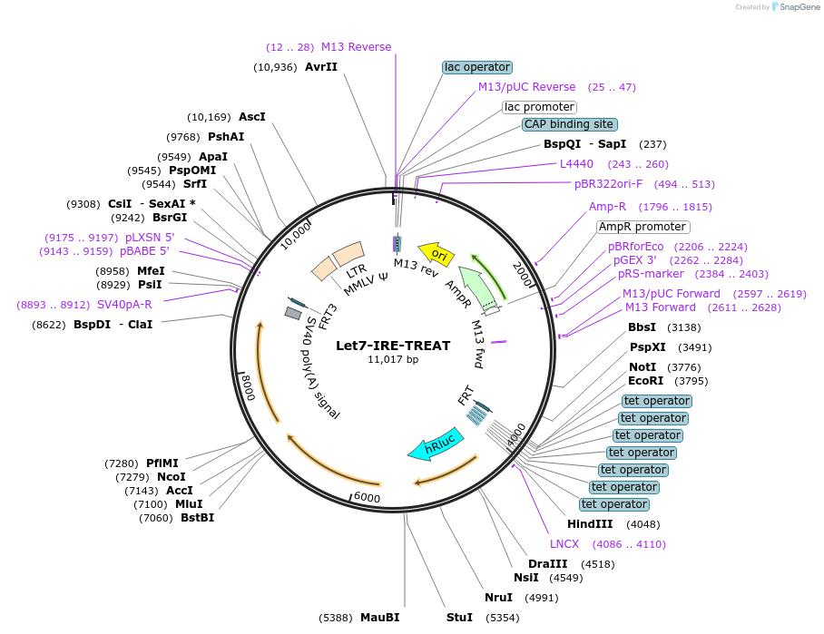 196925-plasmid-map-sequence-id-387457