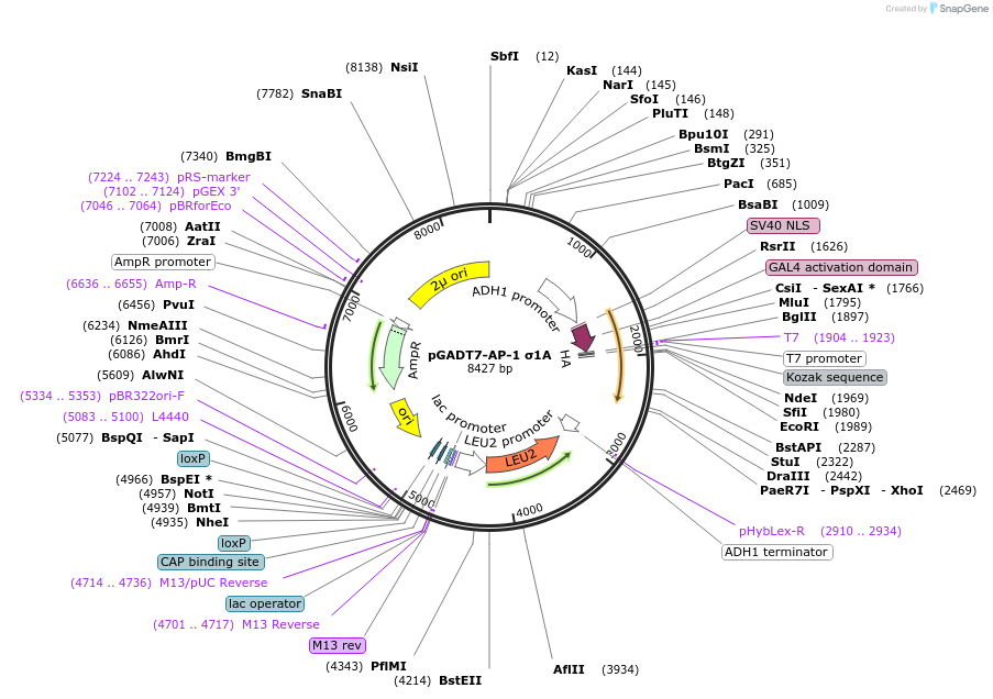 198334-plasmid-map-sequence-id-387458