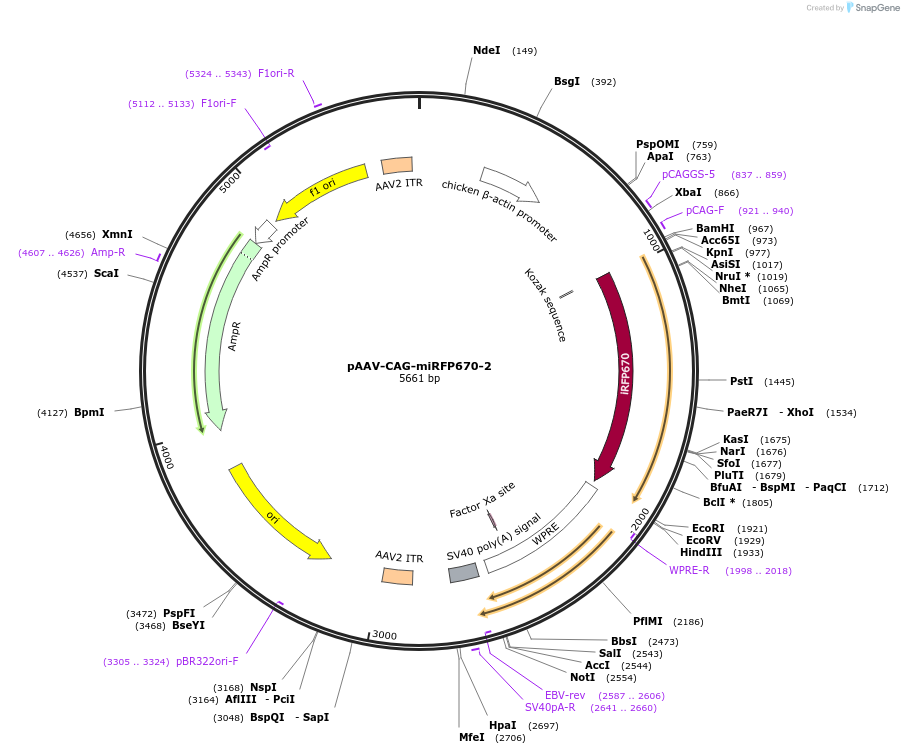 197201-plasmid-map-sequence-id-387460