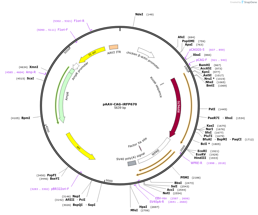 197202-plasmid-map-sequence-id-387461