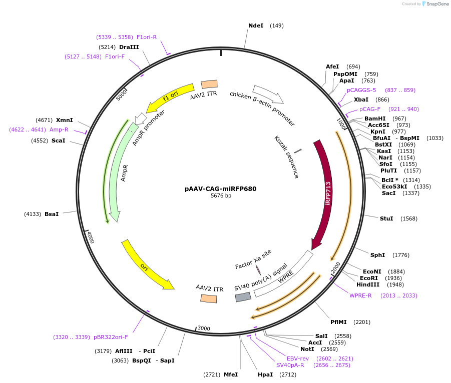 197203-plasmid-map-sequence-id-387463