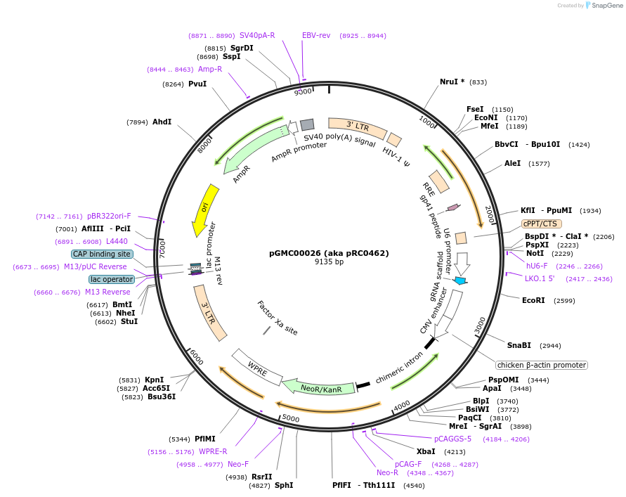 195318-plasmid-map-sequence-id-387465