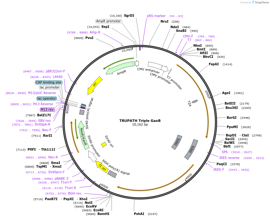 196052-plasmid-map-sequence-id-387470