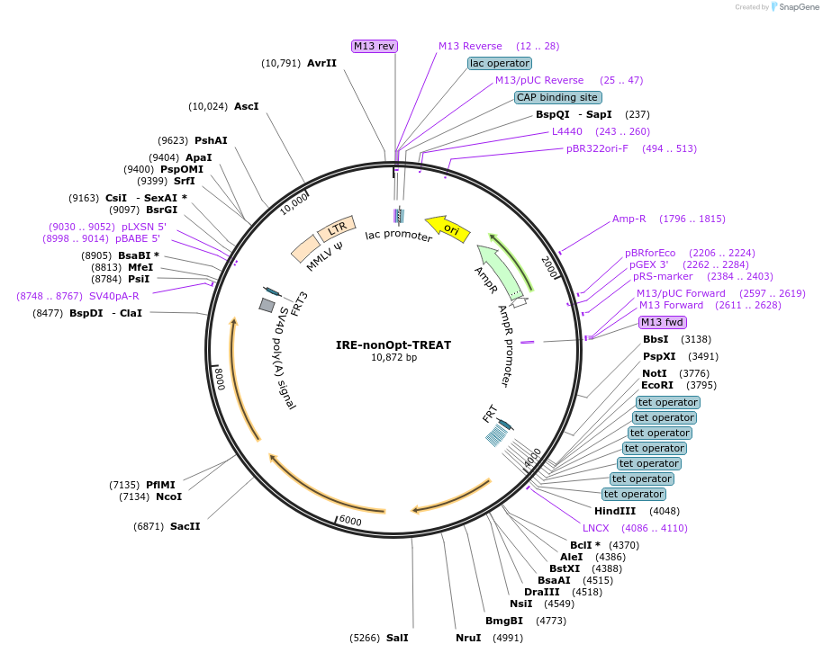 196922-plasmid-map-sequence-id-387473