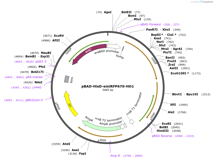 197252-plasmid-map-sequence-id-387483