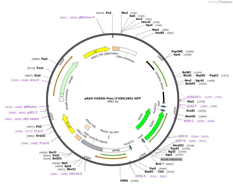 197889-plasmid-map-sequence-id-387485