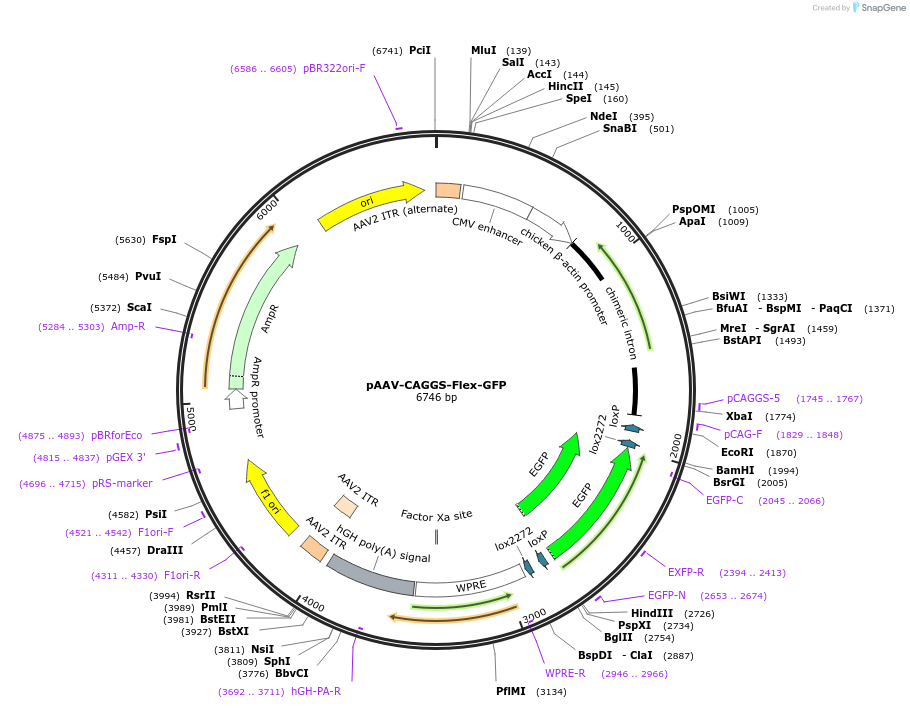 197883-plasmid-map-sequence-id-387489