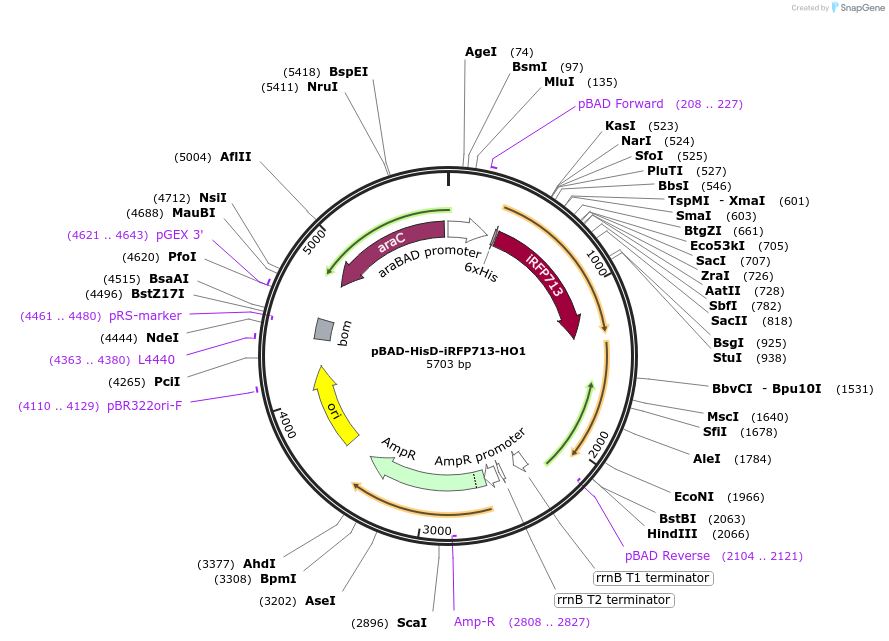 197256-plasmid-map-sequence-id-387490