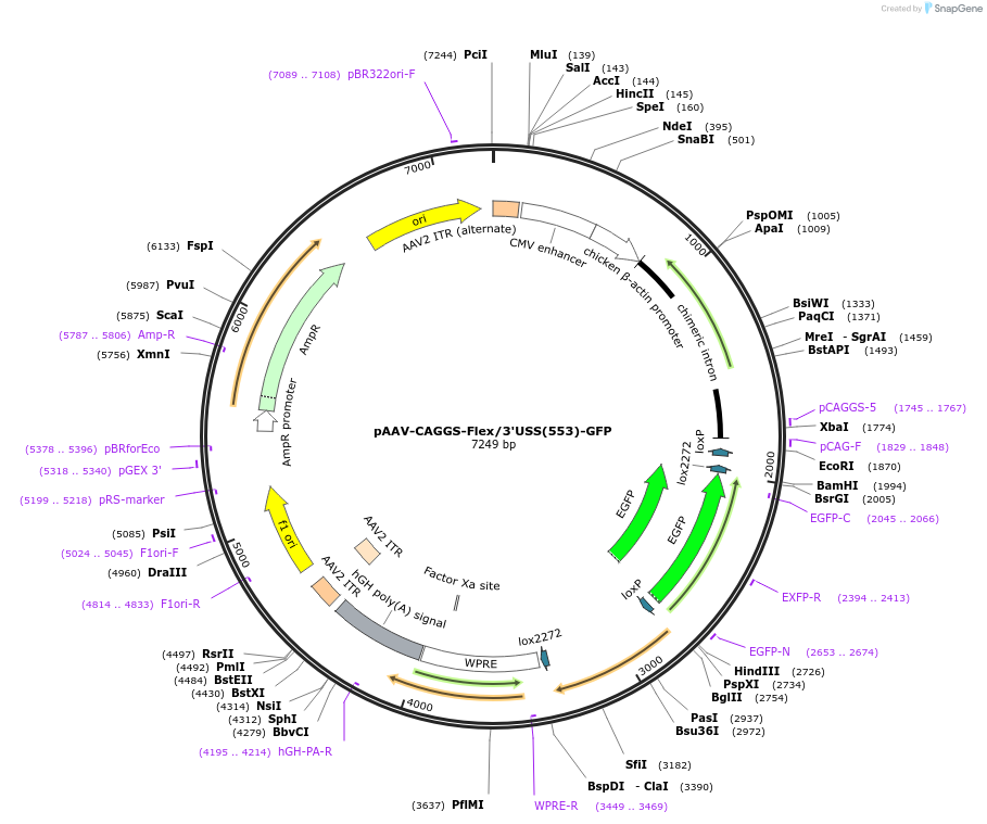 197888-plasmid-map-sequence-id-387491