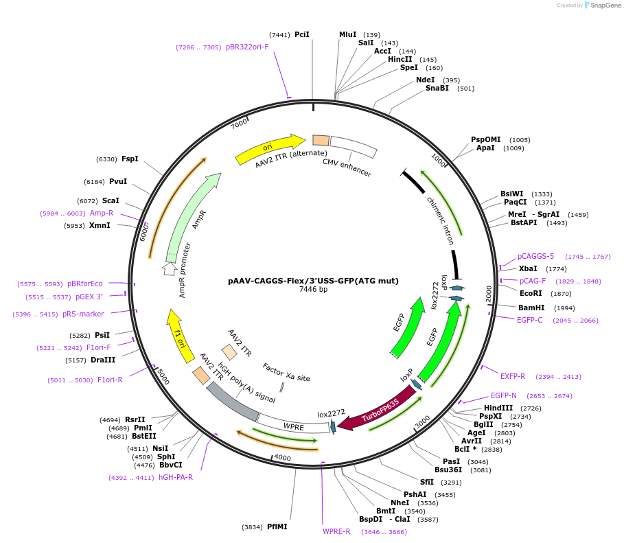 197885-plasmid-map-sequence-id-387494