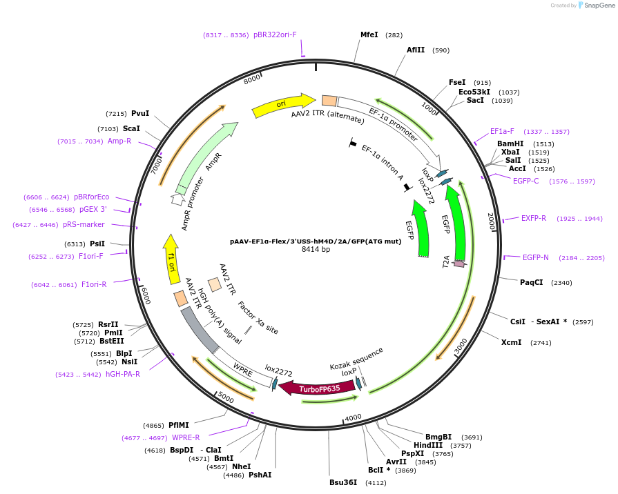 197892-plasmid-map-sequence-id-387495