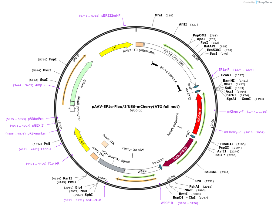 197893-plasmid-map-sequence-id-387498