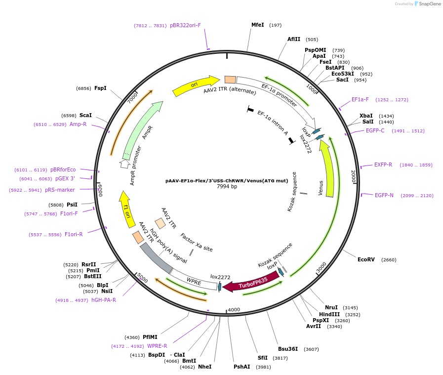197891-plasmid-map-sequence-id-387499