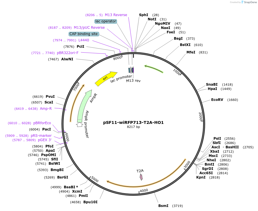 197247-plasmid-map-sequence-id-387500