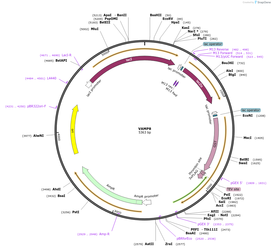 186689-plasmid-map-sequence-id-387506