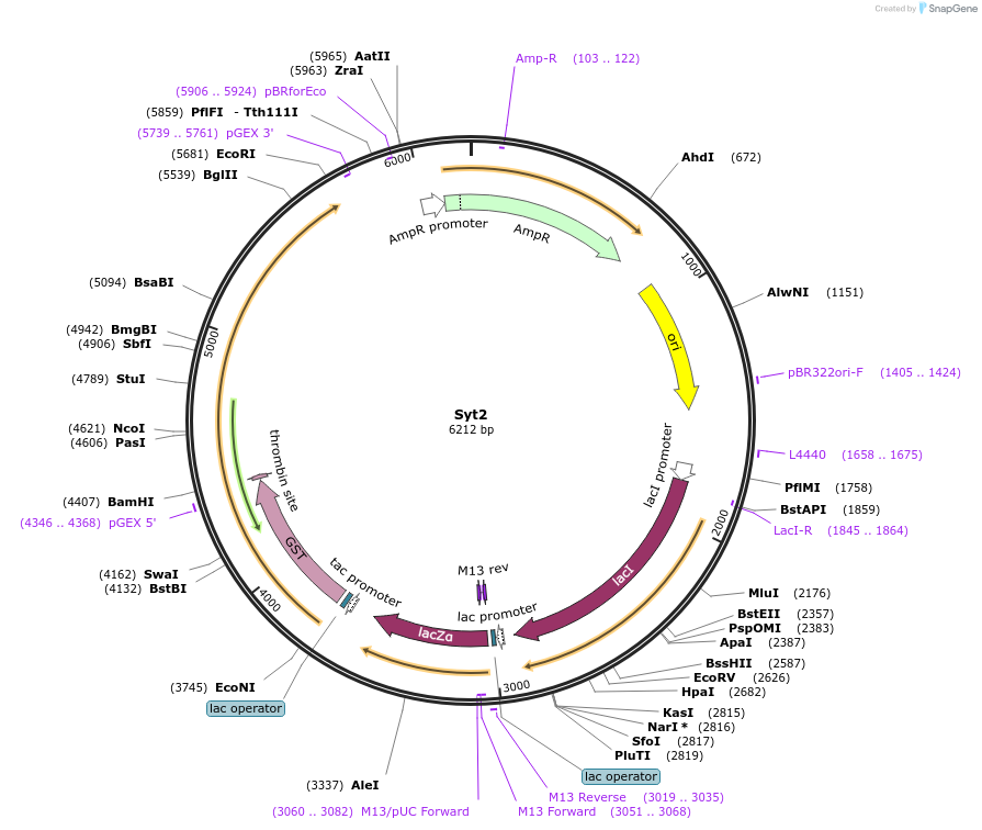 186688-plasmid-map-sequence-id-387507