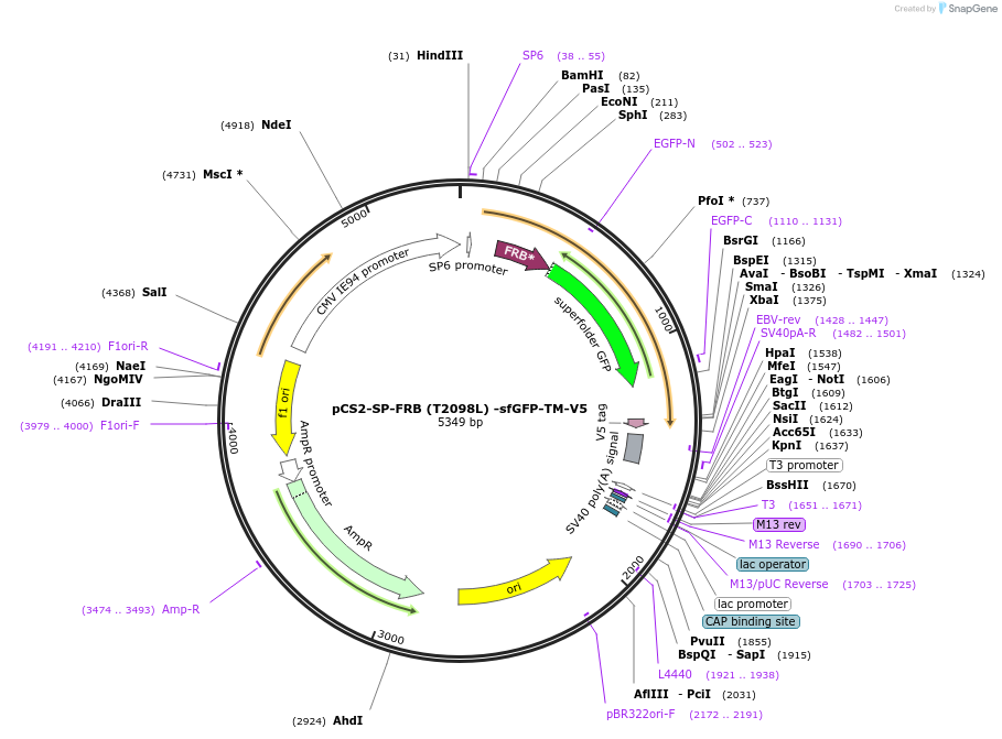 186227-plasmid-map-sequence-id-387508