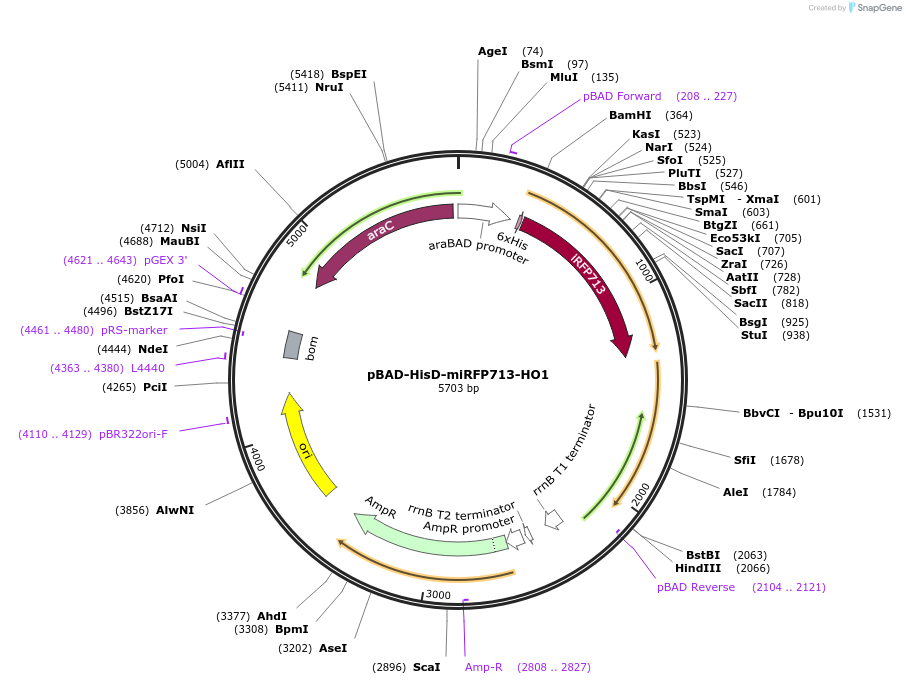 197255-plasmid-map-sequence-id-387509