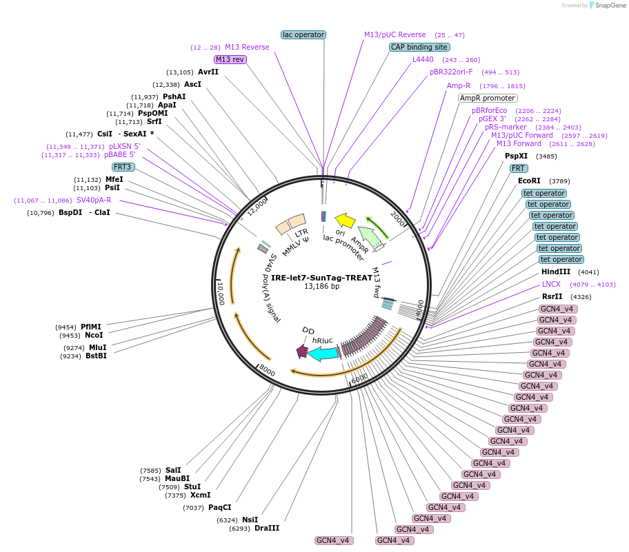 196926-plasmid-map-sequence-id-387510