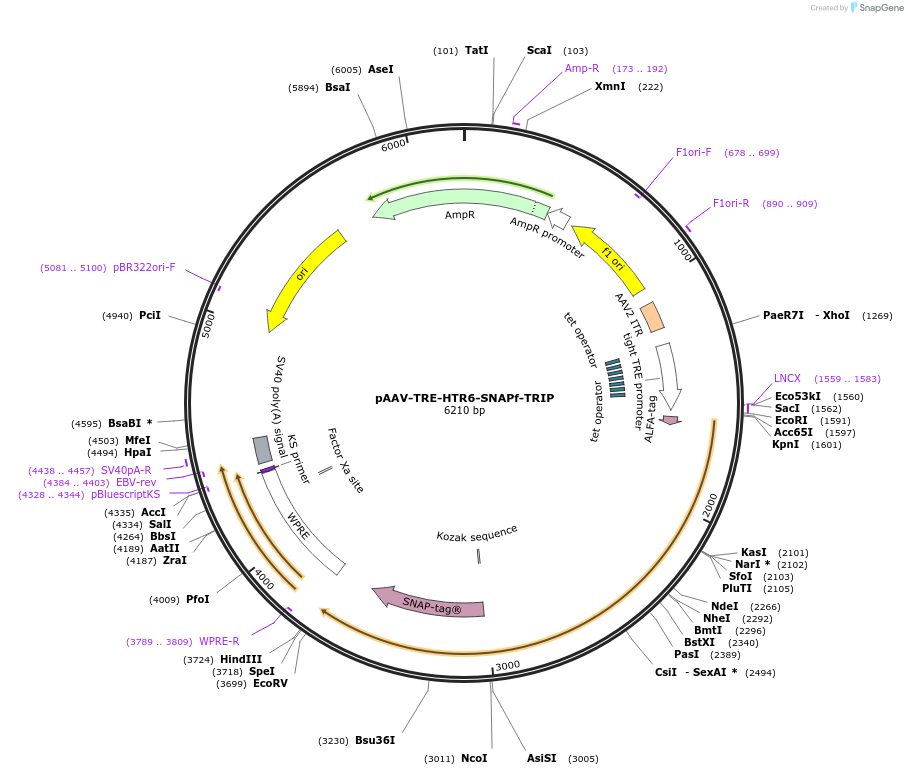 189617-plasmid-map-sequence-id-387512