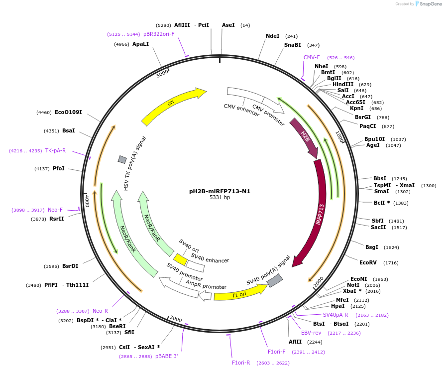 197230-plasmid-map-sequence-id-387513